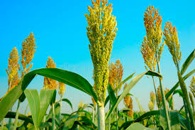 Sorghum