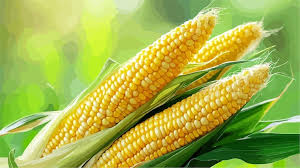 Sweetcorn