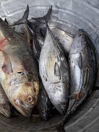 Croaker