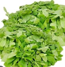Waterleaf