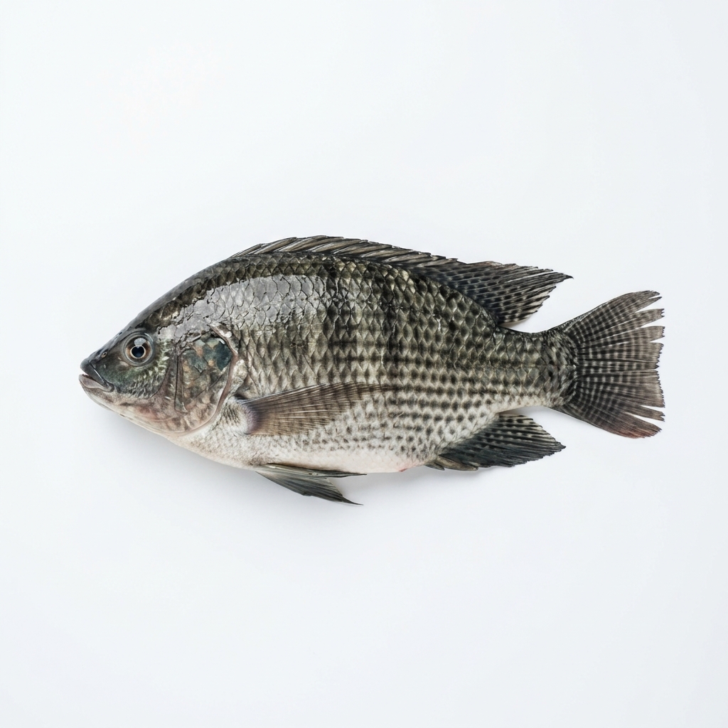 Tilapia